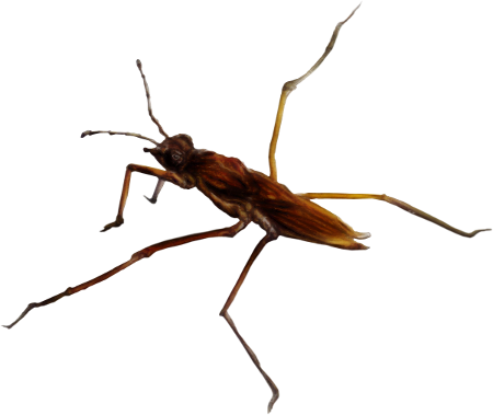 őszi állatok_92.png